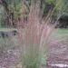 Trave: Andropogon scoparius Standing Ovation -ukrasna trava , slika2